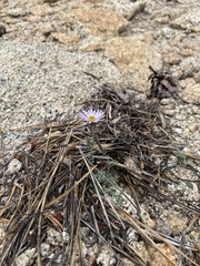 Erigeron breweri jacinteus