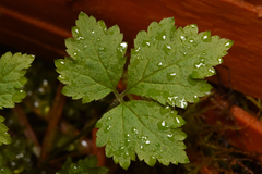 Tiarella trifoliata