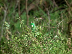 Forpus conspicillatus