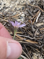 Erigeron breweri jacinteus