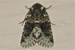 Lacinipolia explicata