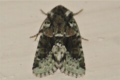 Lacinipolia explicata