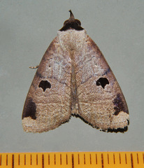 Avitta ophiusalis