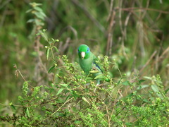 Forpus conspicillatus