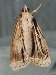 Avitta ophiusalis