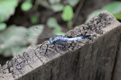 Orthetrum albistylum