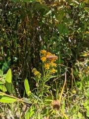Euthamia occidentalis