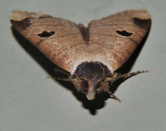Avitta ophiusalis