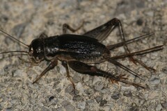 Velarifictorus micado
