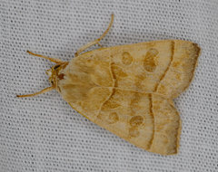 Ipimorpha pleonectusa