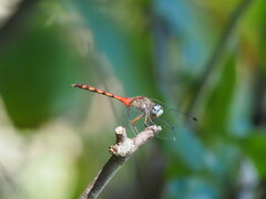 Sympetrum ambiguum