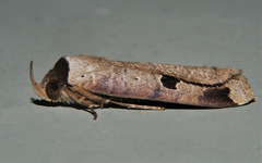 Avitta ophiusalis