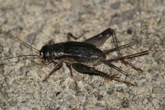 Velarifictorus micado