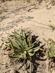 Plantago maritima