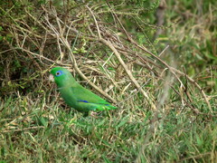 Forpus conspicillatus