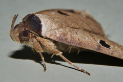 Avitta ophiusalis
