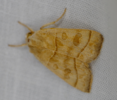 Ipimorpha pleonectusa