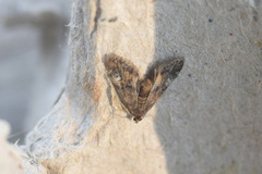 Elophila obliteralis