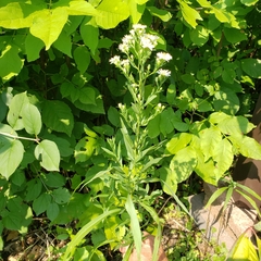 Symphyotrichum ontarionis
