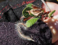 Cercocarpus betuloides