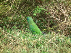 Forpus conspicillatus