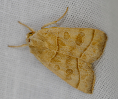 Ipimorpha pleonectusa