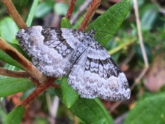 Xanthorhoe