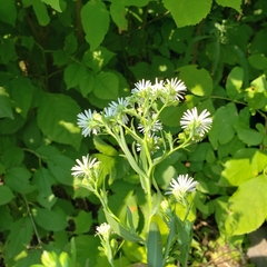 Symphyotrichum ontarionis