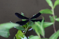 Atrocalopteryx atrata