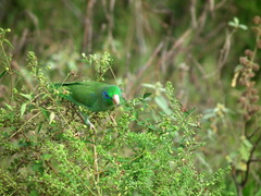 Forpus conspicillatus