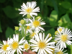 Symphyotrichum ontarionis