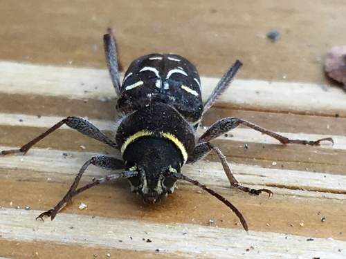 Spruce Zebra Beetle