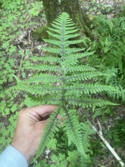Phegopteris
