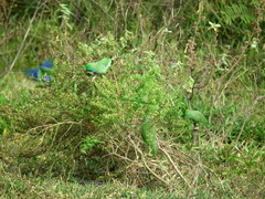 Forpus conspicillatus