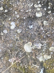 Peltigera didactyla
