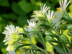 Symphyotrichum ontarionis