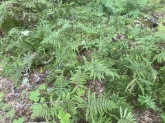 Phegopteris