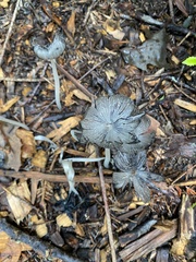 Coprinopsis