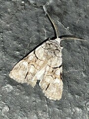 Sympistis chionanthi