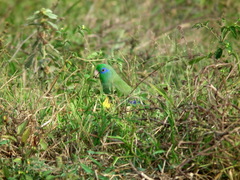 Forpus conspicillatus