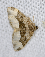 Euphyia intermediata