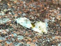 Ponometia candefacta
