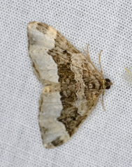 Euphyia intermediata