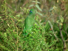 Forpus conspicillatus