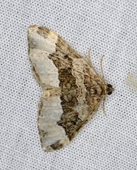 Euphyia intermediata