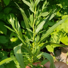 Symphyotrichum ontarionis
