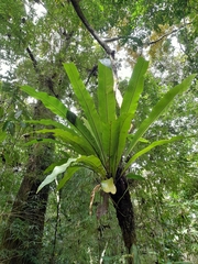 Niphidium crassifolium