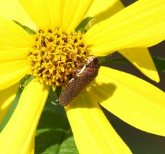 Paraulacizes irrorata