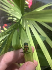 Calopteron discrepans