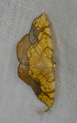 Nematocampa resistaria